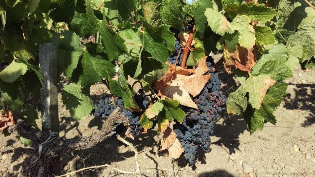 Bed and Breakfast Au Coeur Des Vignobles Сент-Естеф Екстер'єр фото